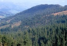 969.000 euros para tratamientos selvícolas preventivos de incendios en la provincia de Burgos