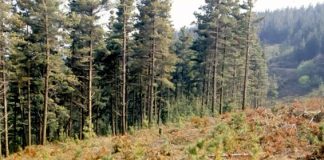 Más de 4,2 millones para tratamientos silvícolas preventivos de incendios forestales en las provincias de Palencia, Segovia, Soria y Zamora