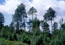 Aprobada la contratación de trabajos silvícolas en Salamanca y Valladolid por más de un millón de euros