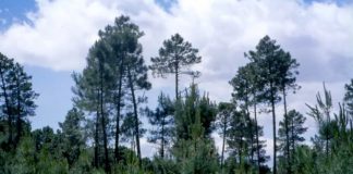 Foresa repoblará las comarcas forestales de Arenas de San Pedro y Mombeltrán (Ávila)