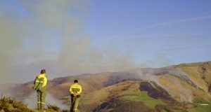 Aprobada la contratación de tratamientos silvícolas en Ávila, Burgos, León, Soria y Zamora por 4,9 millones de euros