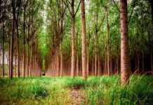 La Junta invertirá casi 900.000 euros en los montes de la provincia de Zamora