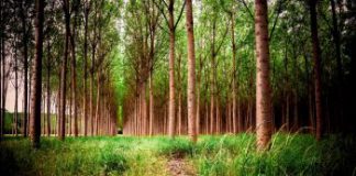 La Junta invertirá casi 900.000 euros en los montes de la provincia de Zamora