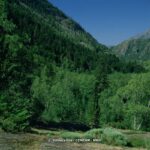 Apoyo al proyecto de Explotación Forestal sostenible