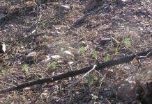 Aprobados 10 millones para recuperar montes dañados por la DANA