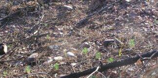 Aprobados 10 millones para recuperar montes dañados por la DANA