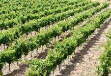 El IES La Rambla de San Esteban de Gormaz, Soria, contará con una nave para el ciclo de Formación Profesional de Vitivinicultura