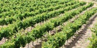 El IES La Rambla de San Esteban de Gormaz, Soria, contará con una nave para el ciclo de Formación Profesional de Vitivinicultura